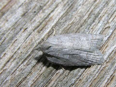 Acleris sparsana Denis & Schiffermüller 1776的圖片