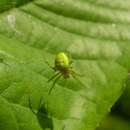 Image of Cucumber green spider