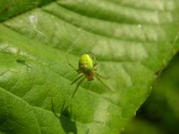 Image of Cucumber green spider