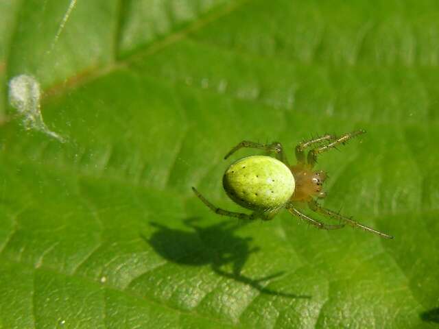 Image of Cucumber green spider