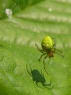 Image of Cucumber green spider