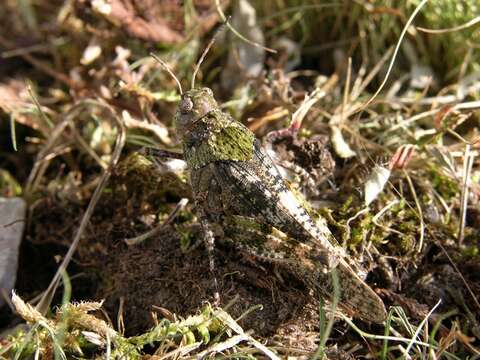 Bryodemella (Bryodemella) tuberculata (Fabricius 1775)的圖片