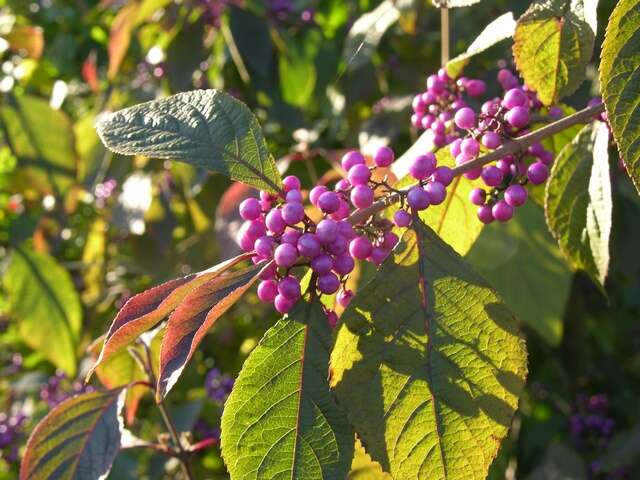 Sivun <i>Callicarpa bodnieri</i> (Profusion) kuva