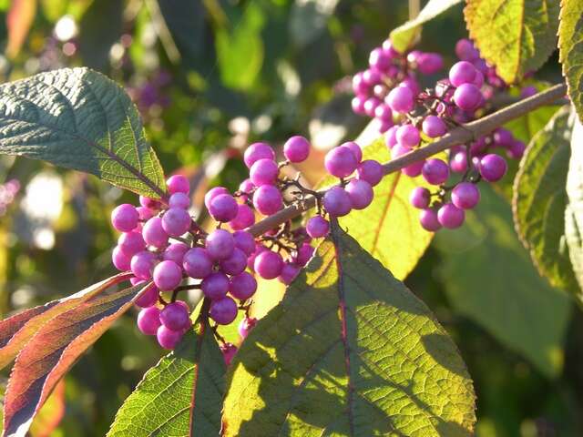 Image of <i>Callicarpa bodnieri</i> (Profusion)