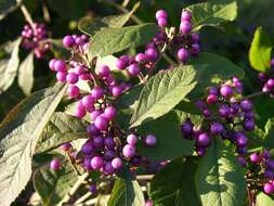 Image of <i>Callicarpa bodnieri</i> (Profusion)