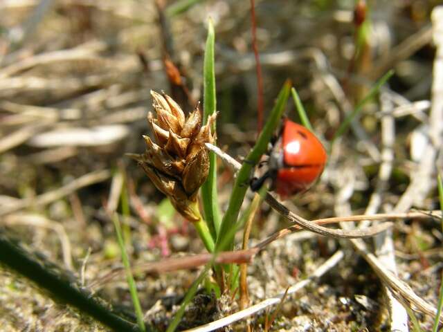 Image of curved sedge