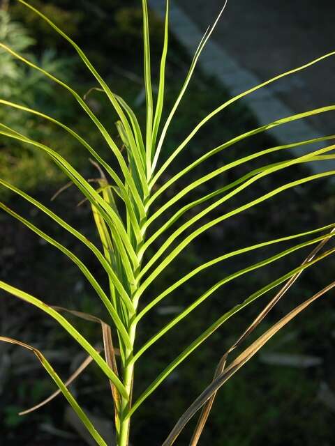 Слика од Carex muskingumensis Schwein.