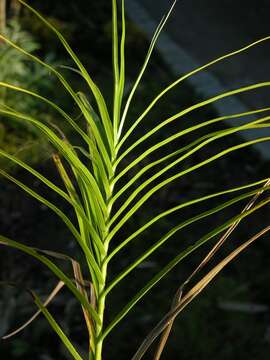 Слика од Carex muskingumensis Schwein.