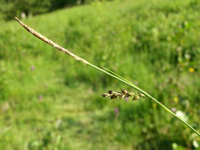 Imagem de Carex panicea L.