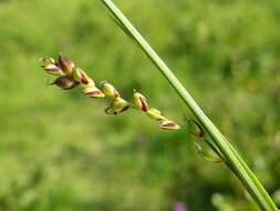 Imagem de Carex panicea L.