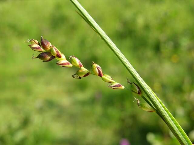 Image of carnation sedge