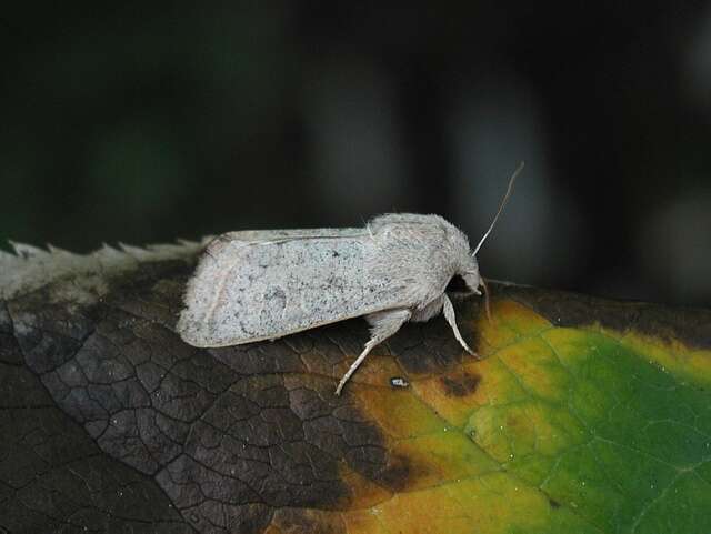 Image of Orthosia