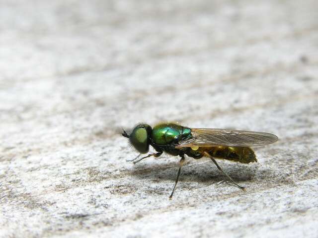 Image of Chloromyia