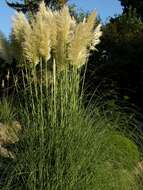 Image of pampas grass