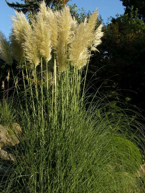 Plancia ëd Cortaderia