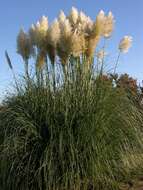 Image of pampas grass