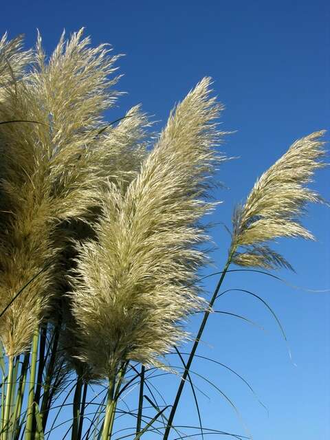 Image of pampas grass