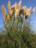 Image of pampas grass