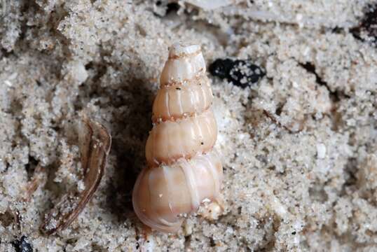 unclassified Gastropoda resmi