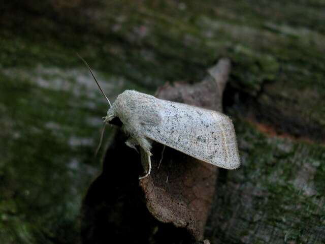 Image of Orthosia