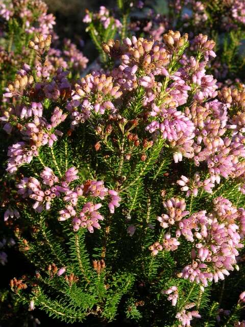 Image of Erica terminalis Salisb.