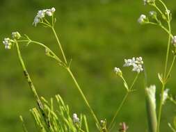 Image of Common Marsh-bedstraw