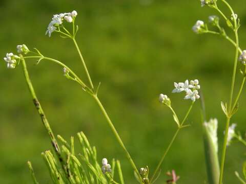 Imagem de Galium palustre L.