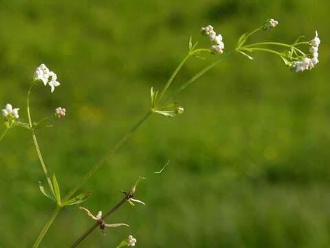 Image of Common Marsh-bedstraw