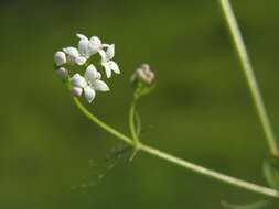 Image of Common Marsh-bedstraw