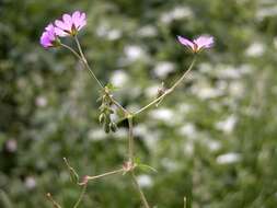 Image of hedgerow geranium