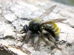 صورة Laphria