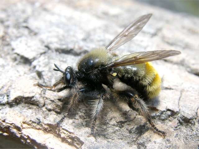 Image of Bee-like Robber Flies