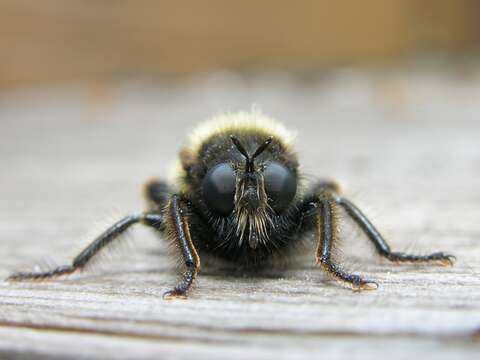 صورة Laphria