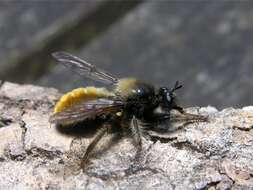 صورة Laphria