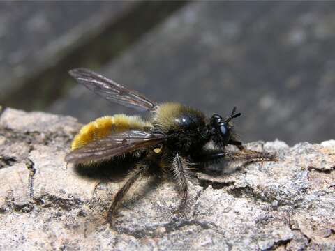 Image of Bee-like Robber Flies