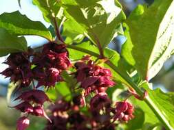 Image de Leycesteria