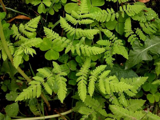 Image of oakfern