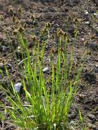 Image of Heath Wood-Rush