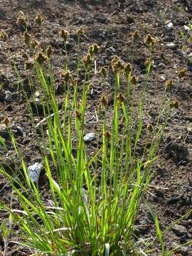 Image of Heath Wood-Rush