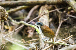 Image of Bicolored Antbird