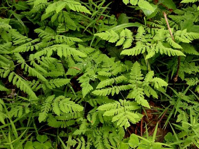 Image of oakfern