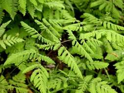 Image of oakfern