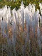 Image of silvergrass