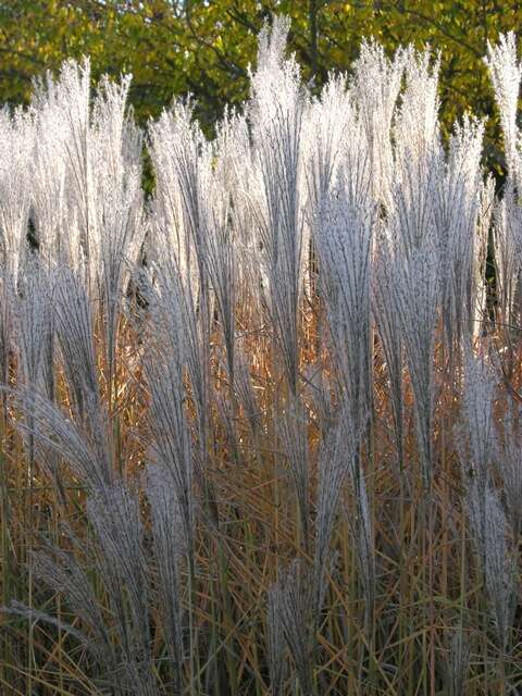 Imagem de Miscanthus