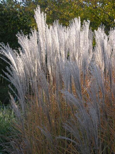 Image of silvergrass