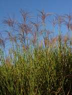 Image of silvergrass