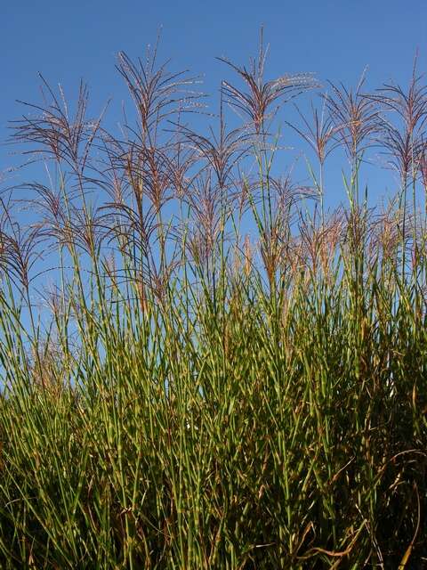 Imagem de Miscanthus