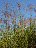 Image of silvergrass