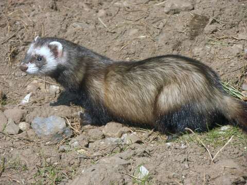 Image of weasels