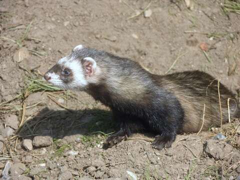 Image of weasels